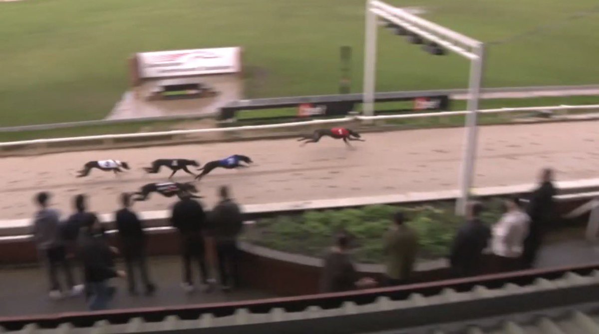 MDM Greyhound Tips tweet media