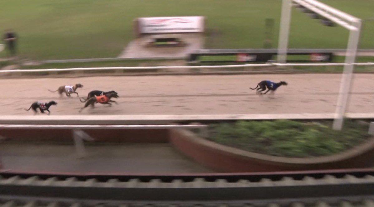 MDM Greyhound Tips tweet media