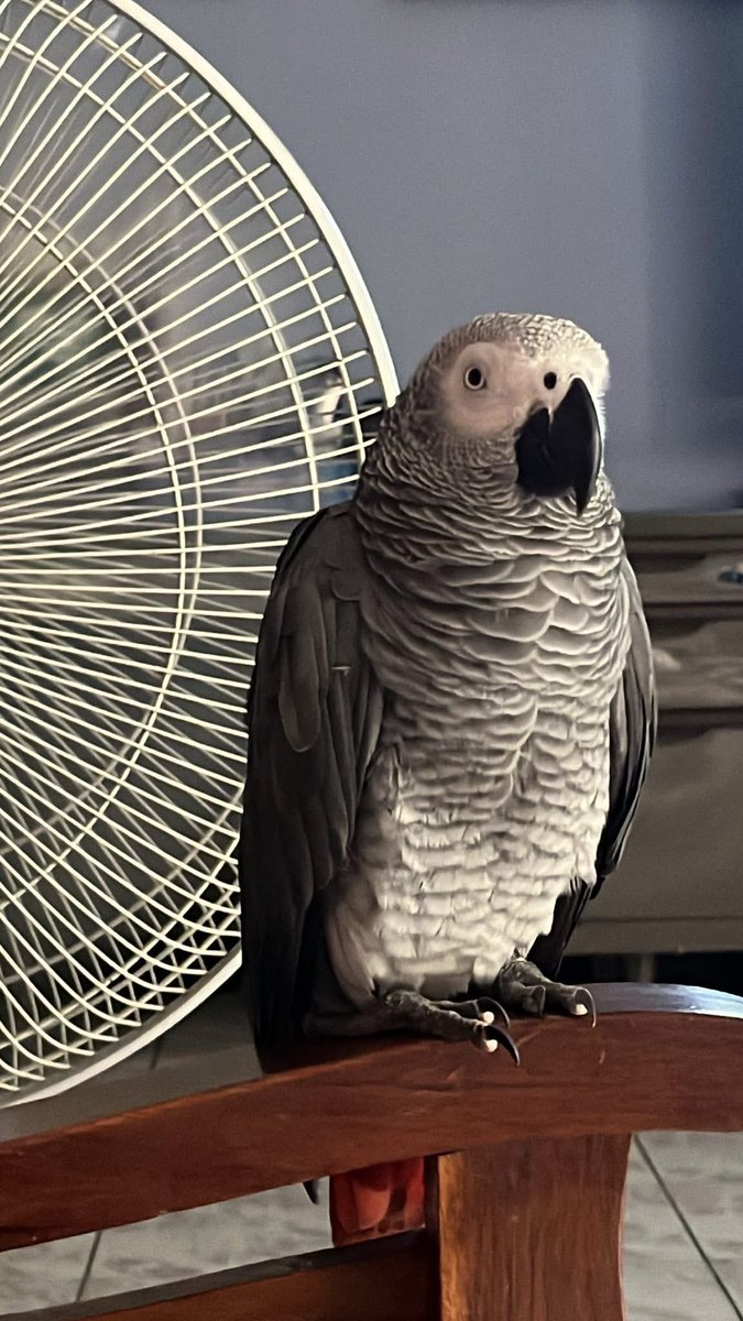 ขอฝากช่วยตามหาน้องนะคะ หลุดจากบ้านในซอยนวมินทร์ 90 / ติดต่อ 0642641942 ค่ะ