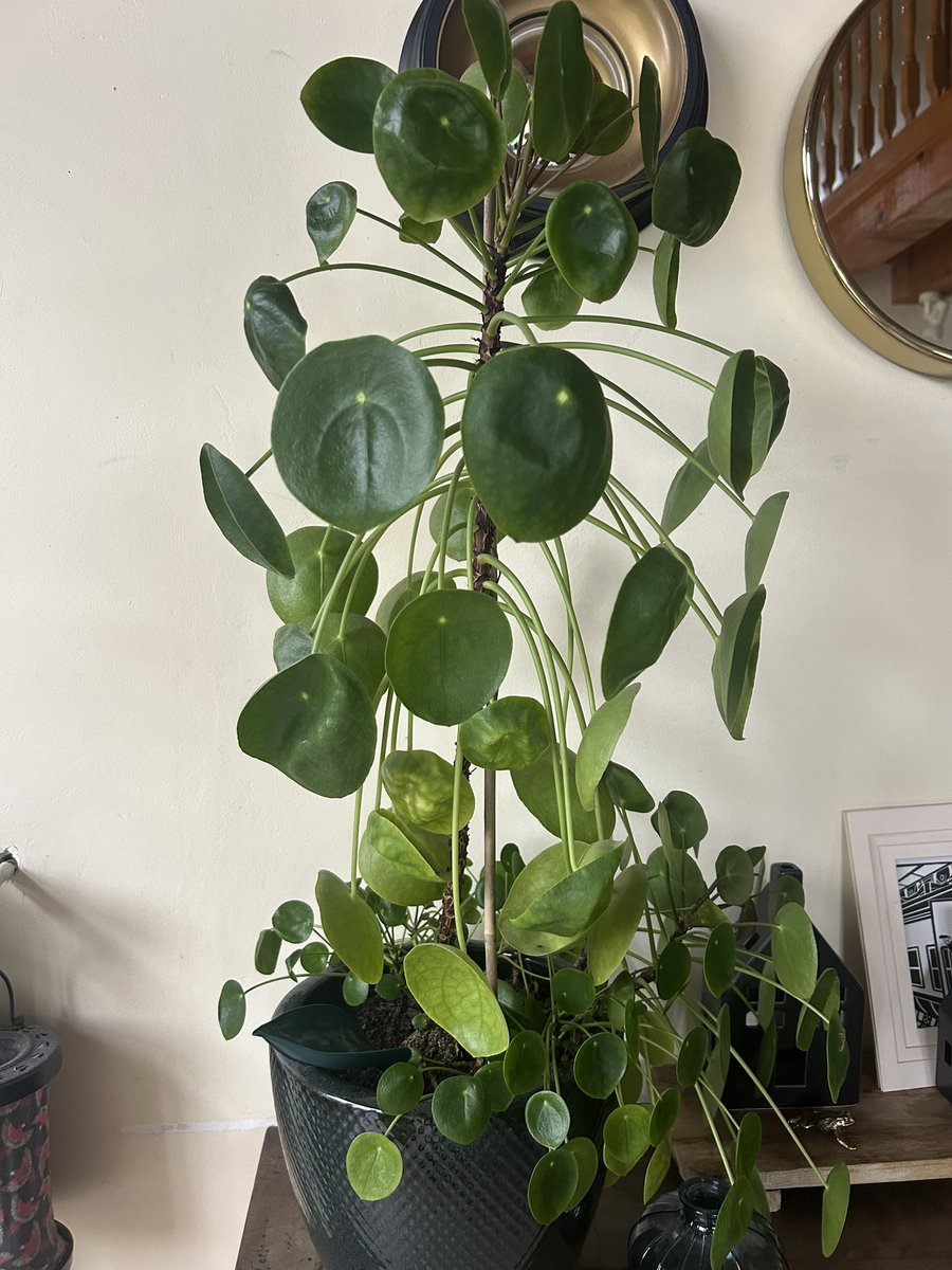 Mabouille tweet media