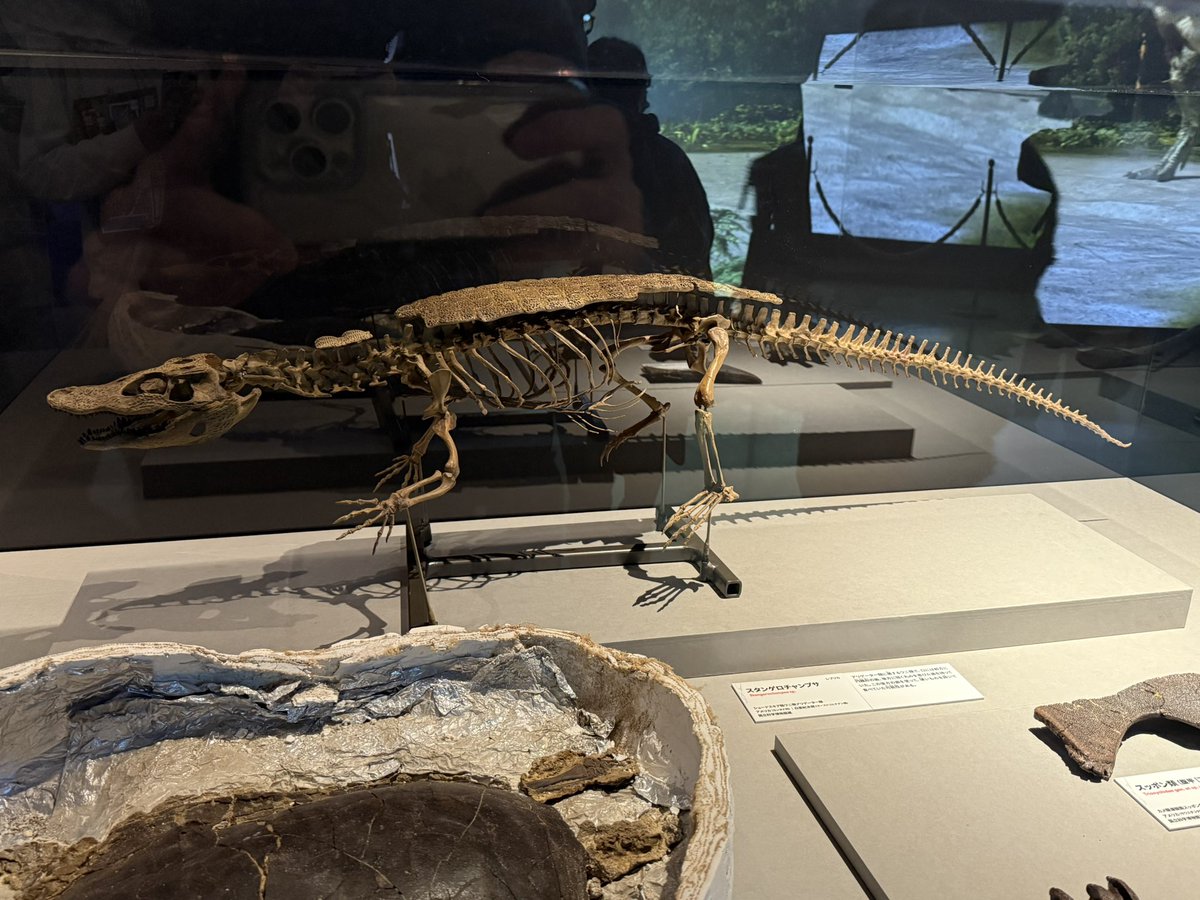 スタンゲロチャンプサの骨格とバエナの化石。 ティラノサウルスや