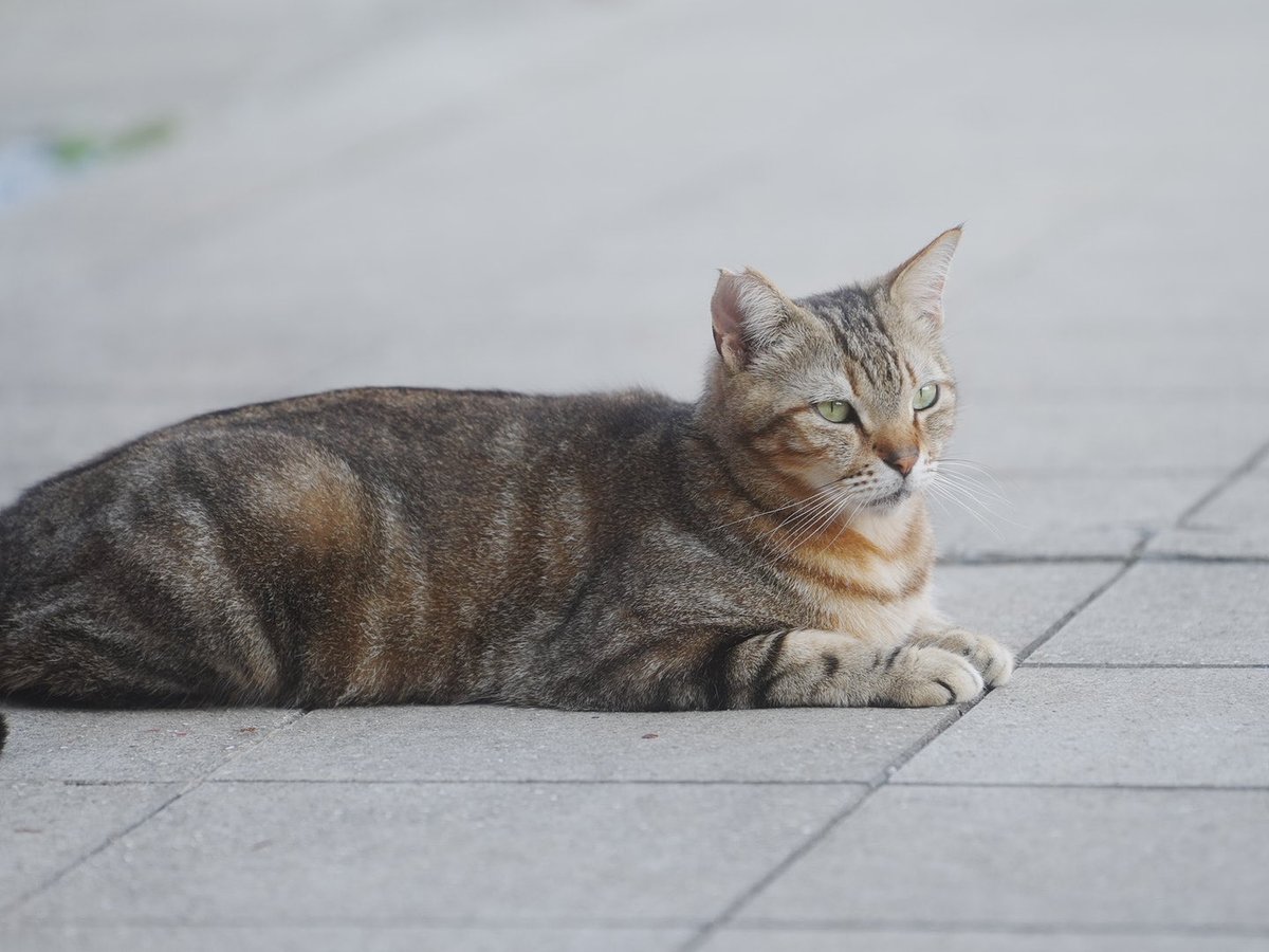 久々にランタン祭りで撮影してました