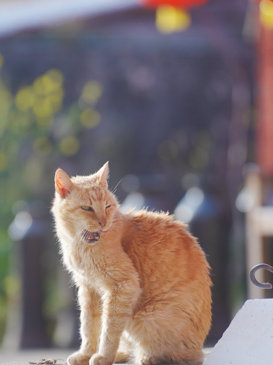 久々にランタン祭りで撮影してました