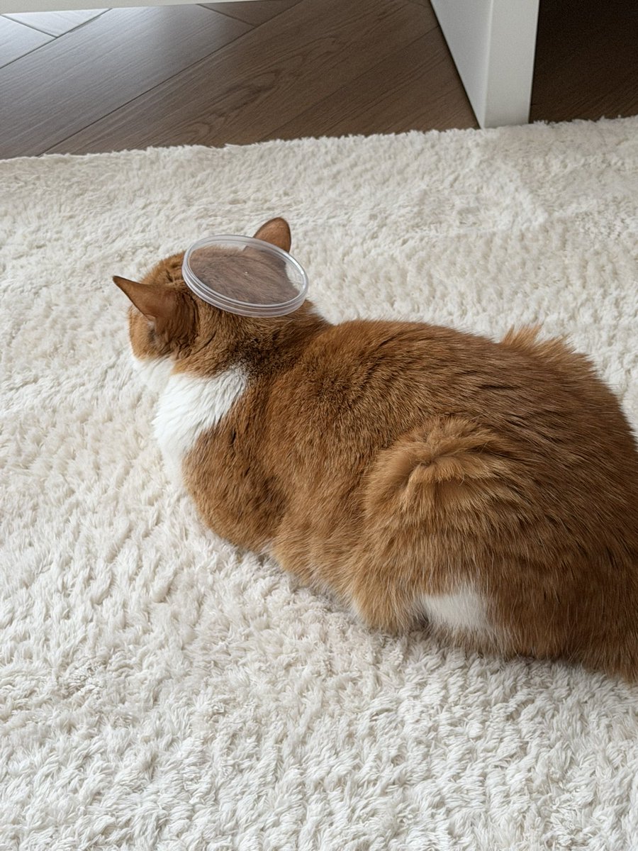 насця tweet media