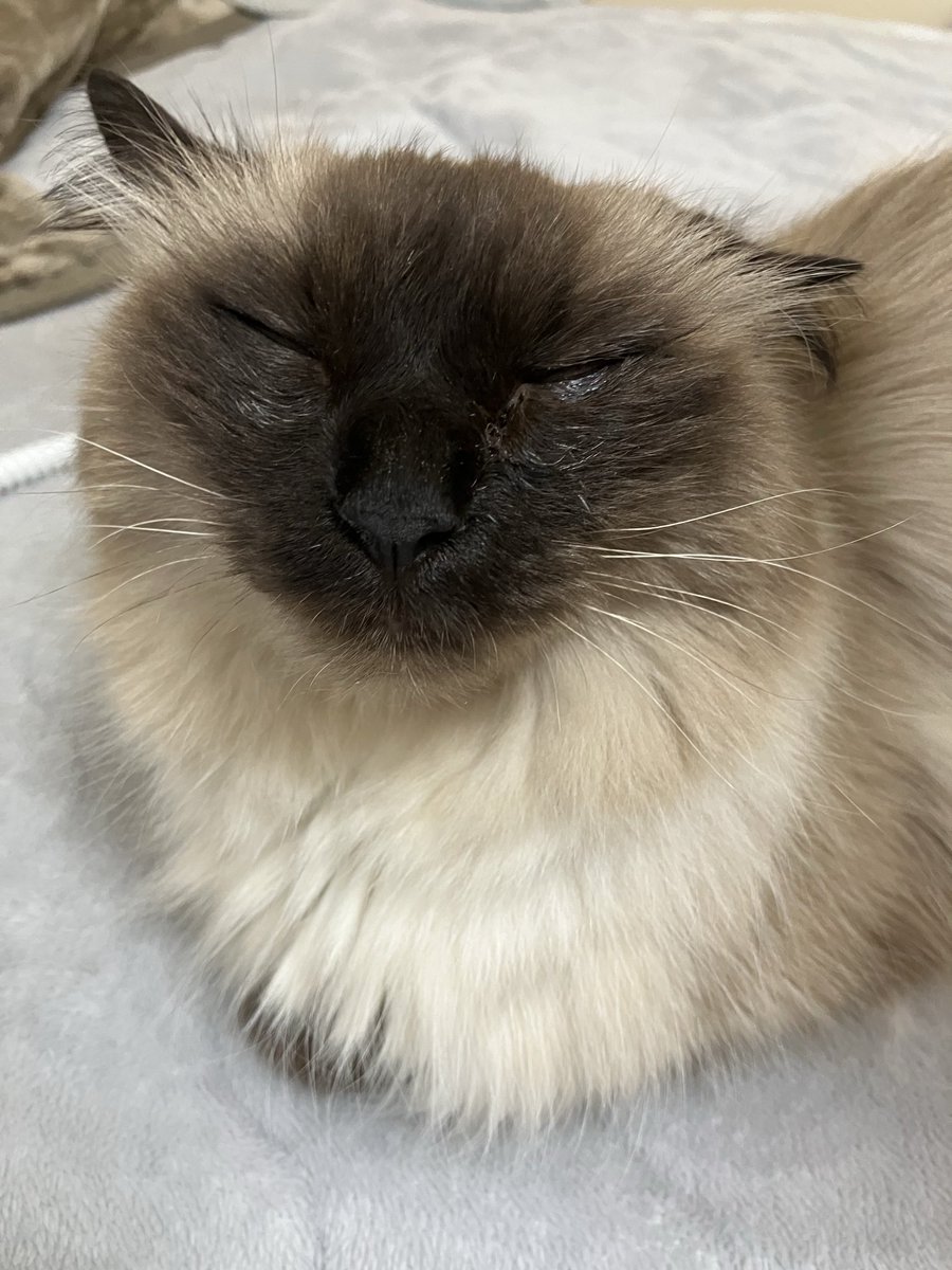 chef_dai's tweet photo. 今日もかわいい https://t.co/jKddla8dCW