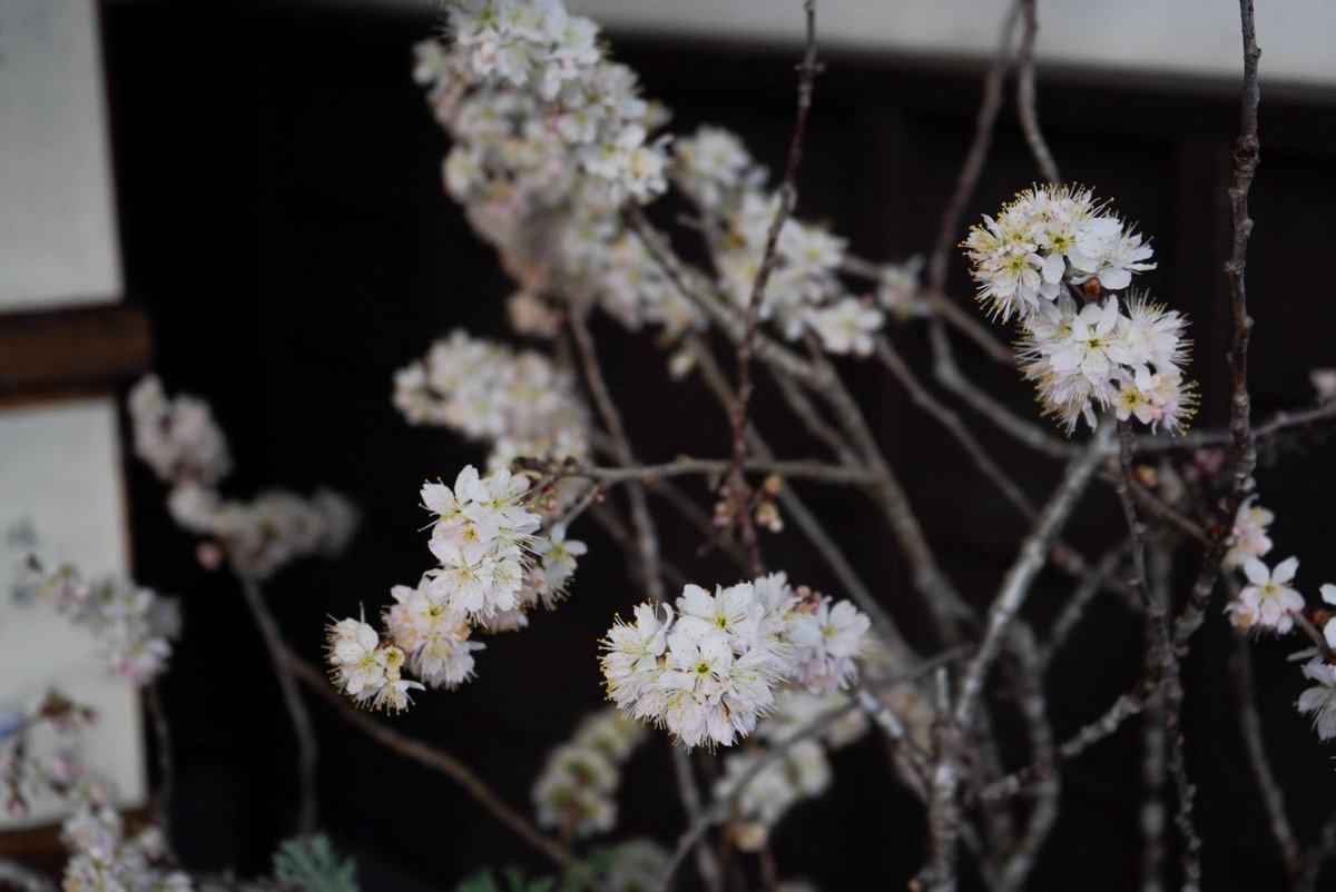 canonとsony、色味が違いすぎて大困惑