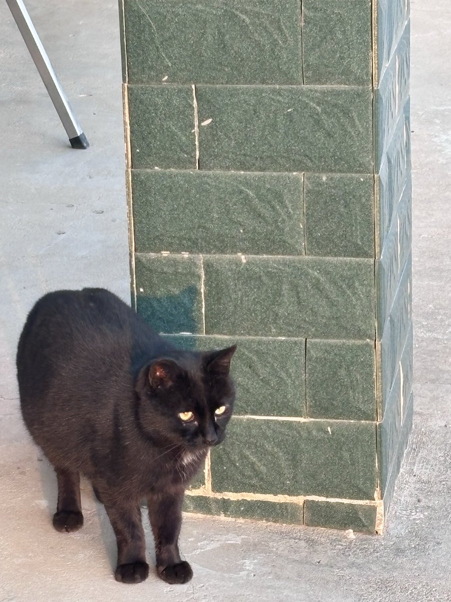 他本来是只流浪猫，去年跑到乡下老家吃了顿饱的 就再也不走了