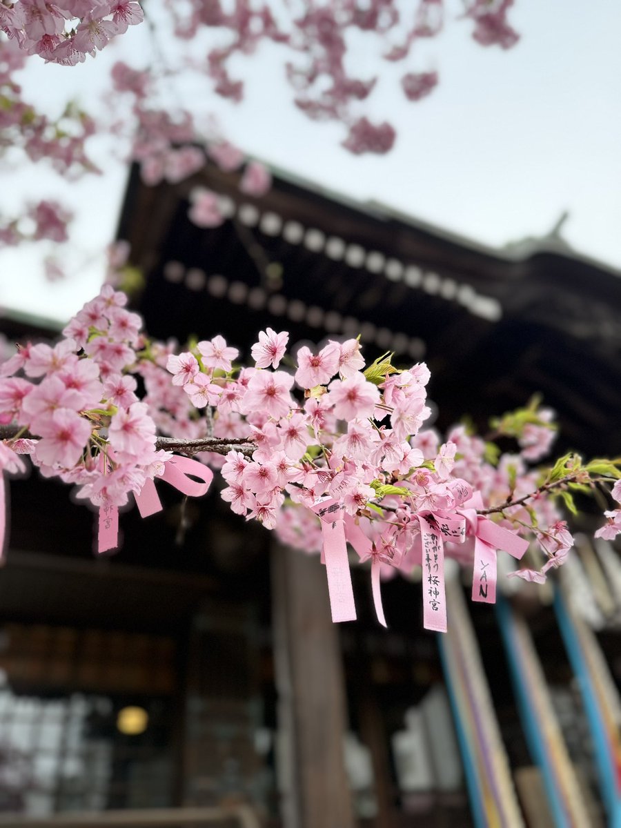 T76Nick's tweet photo. 河津桜がほぼ満開

🌸×⛩️ https://t.co/NqfKoQ4Uya
