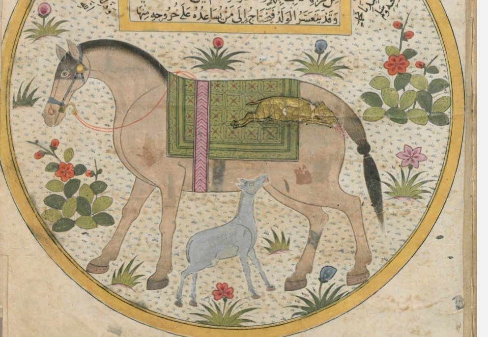 Ana karnındaki at yavrusunu böyle göstermiş ressam. Bu resmin bulunduğu el yazması eserde bulunan bilgiler, çizimler ve resimler çok şaşırtıcı. Yavaş yavaş yönümü belirlememe yardımcı oluyor bunlar. Sürprizlerim olabilir..