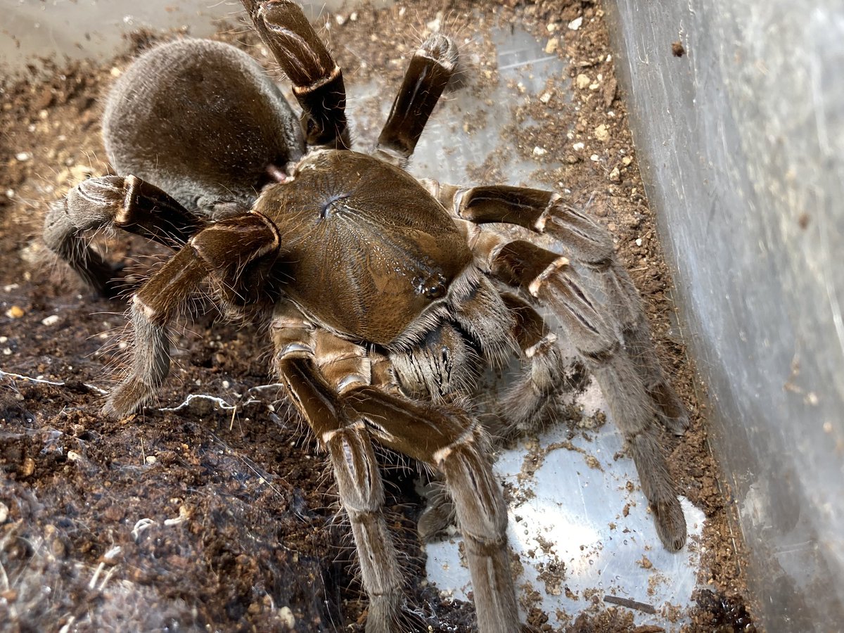 さっちゃん🐛🦂🕷 (@BugsLife3939) / Posts / X