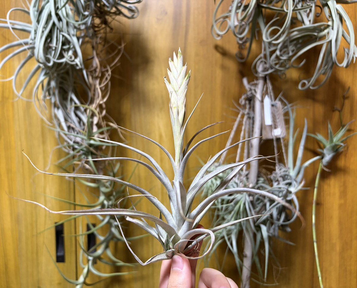 73KRayZu's tweet photo. 2年前に仲間入りし、去年の夏に薄紫色の上品な花を咲かせてくれたオザキ産の銀葉が美しい謎チラのファウスタ 🍍✨🥈🩵🪻 あれから子株を2つに種鞘を6つ付けて増える気満々です‼️💥😆 2026/2/28
#ファウスタ #チランジア #エアプランツ #銀葉種 #種鞘 #子株 #クランプ #fausta #tillandsia #airplants https://t.co/auP3BXAusw
