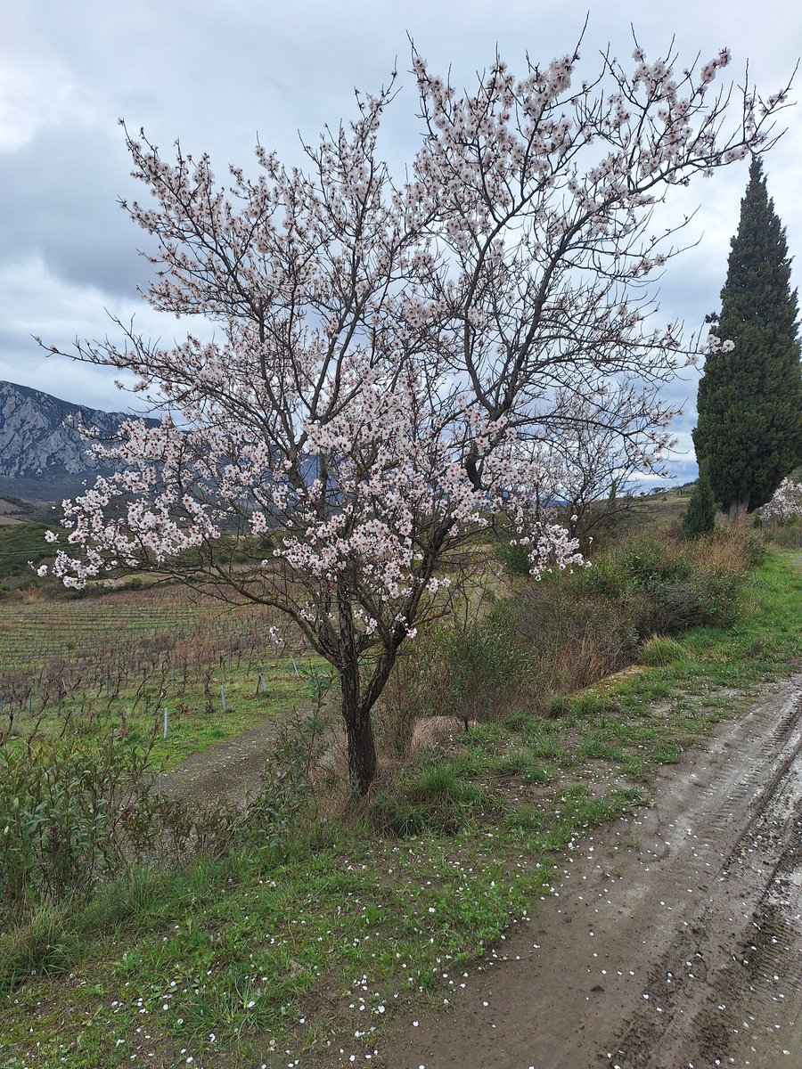 Almond tree in Bloom in the #Fenouilledes. I know they Bloom early here but this seems very early.
