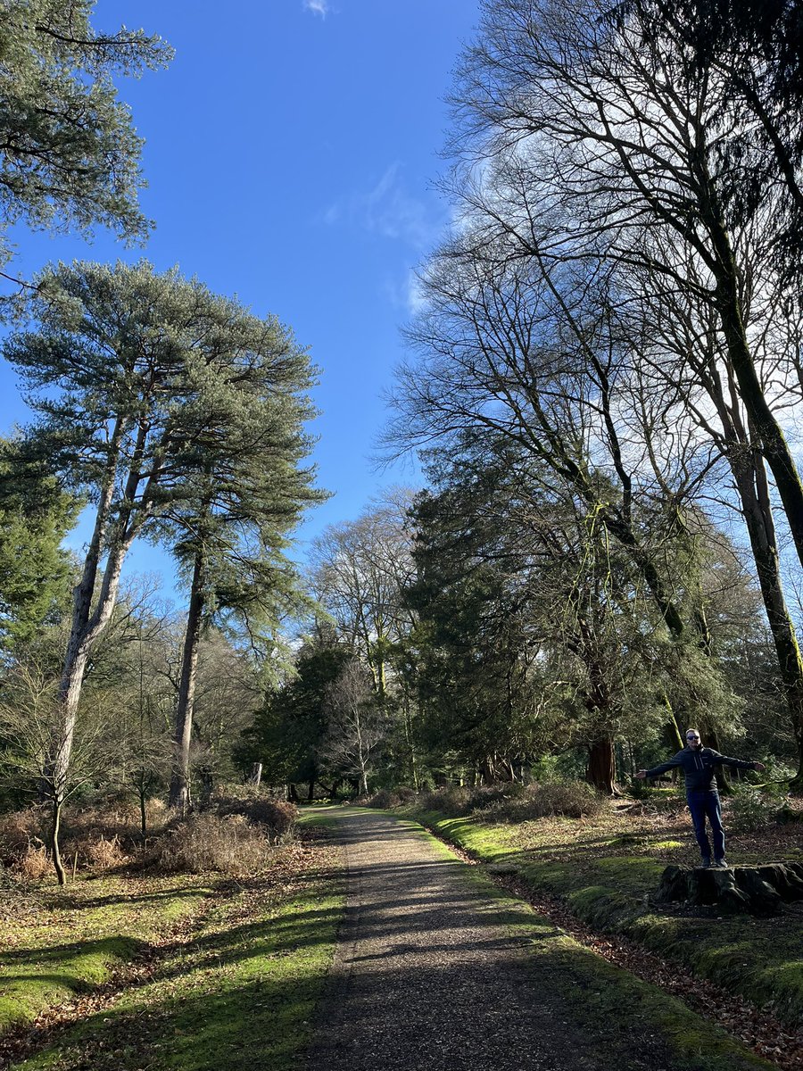 TravellingTrev's tweet image. Beautiful in the #NewForest right now ❤️🌲🌳