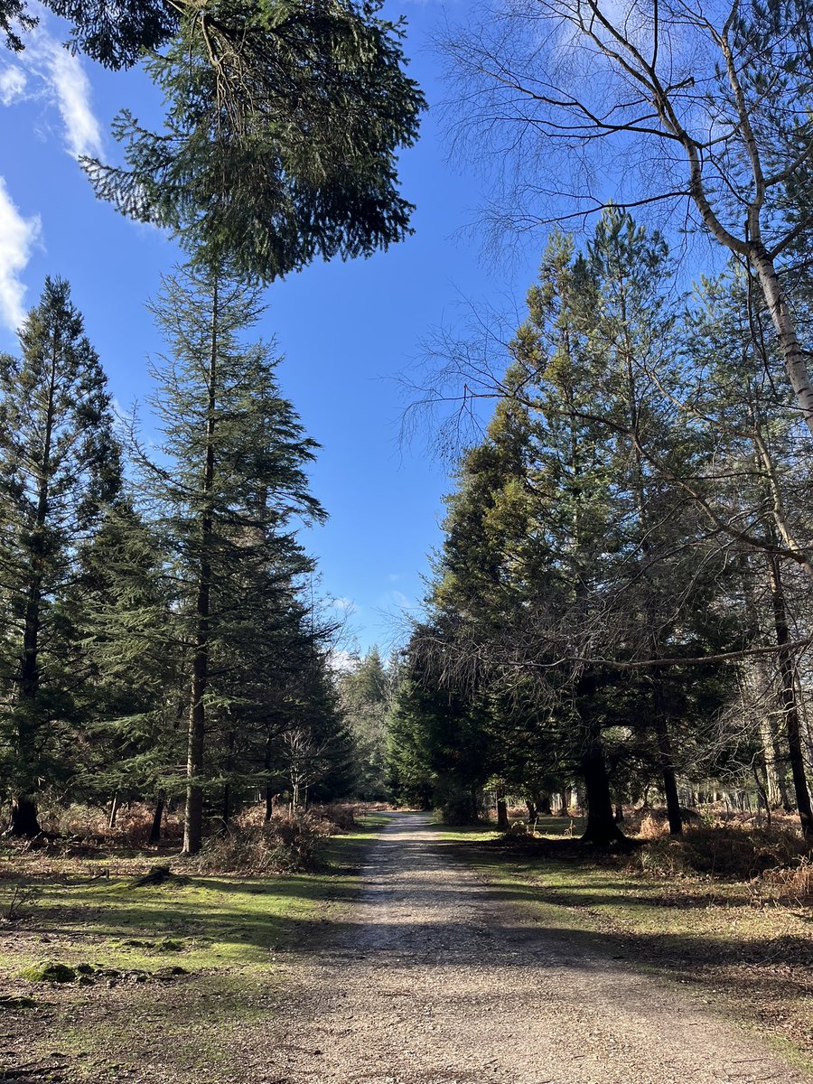 TravellingTrev's tweet image. Beautiful in the #NewForest right now ❤️🌲🌳