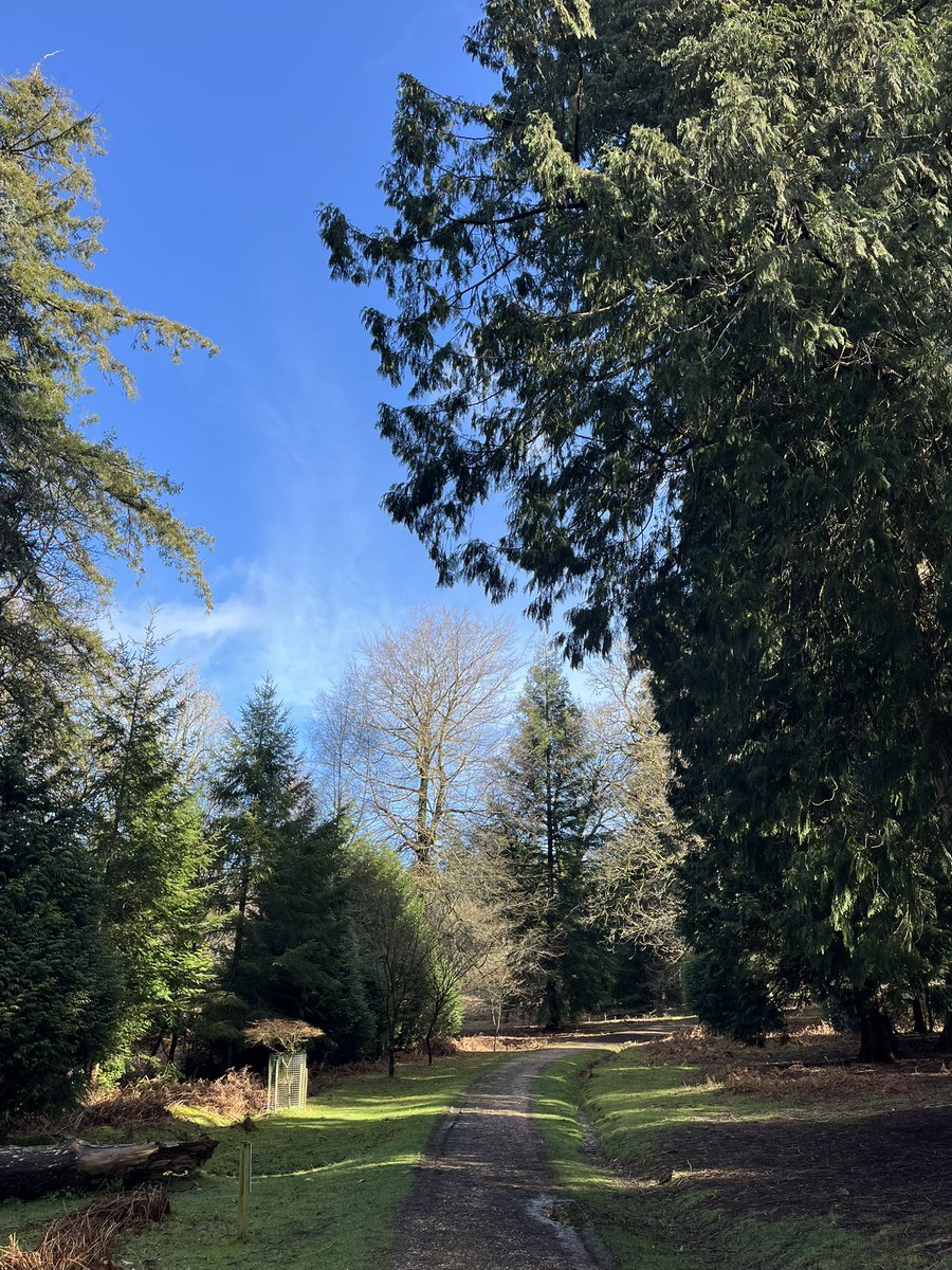 TravellingTrev's tweet image. Beautiful in the #NewForest right now ❤️🌲🌳