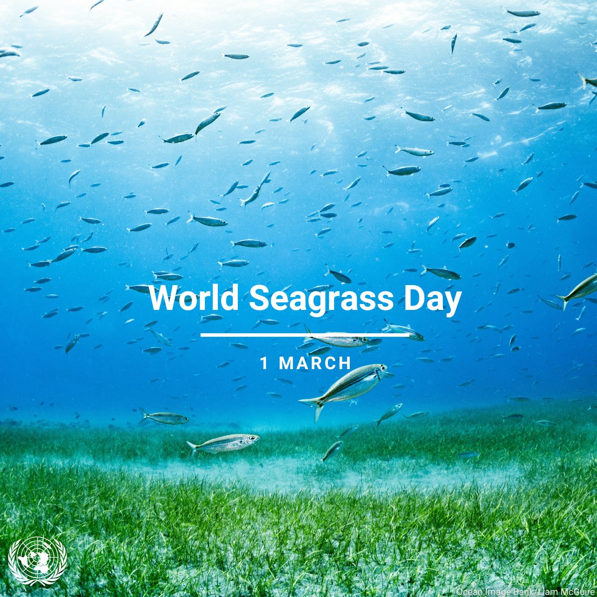 United Nations tweet media