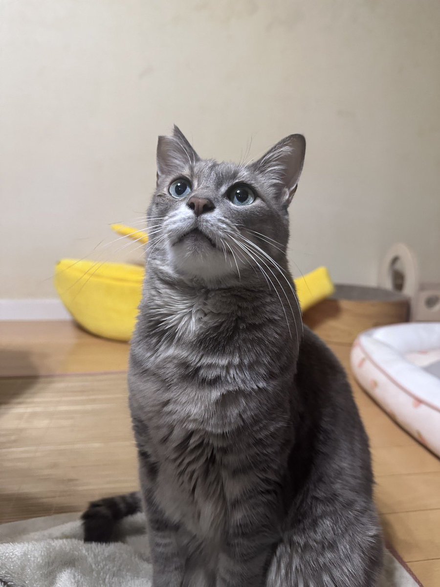 生さんがとても可愛く猫っぽく撮れた。
いや、猫なんだけどさ。

いつもジト目で非常に写真写りよくない子。