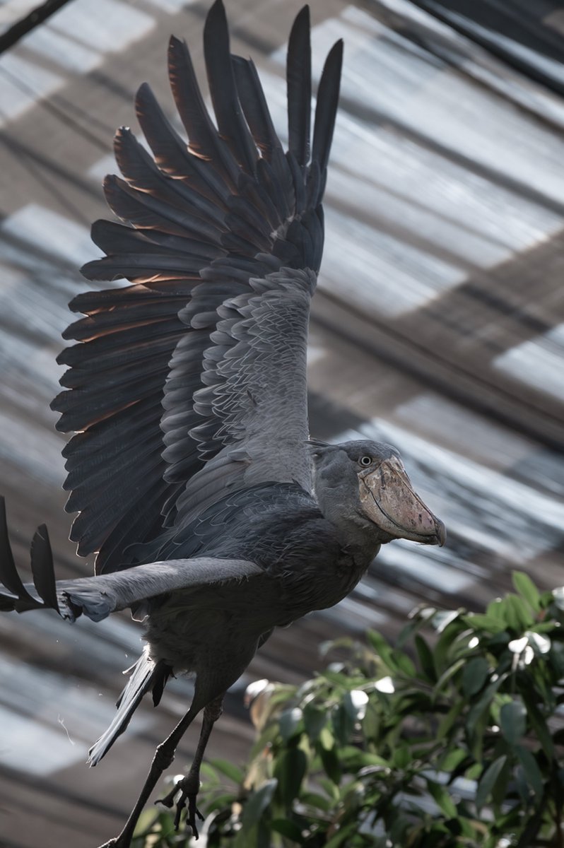 むぎ (@mugimugi_z) / Posts / X