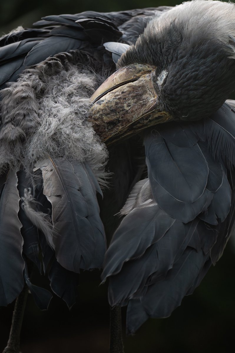 むぎ (@mugimugi_z) / Posts / X