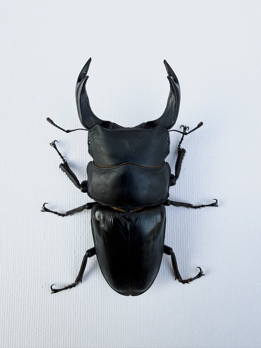 レイチェル (@Raychell_SR) / Posts / X