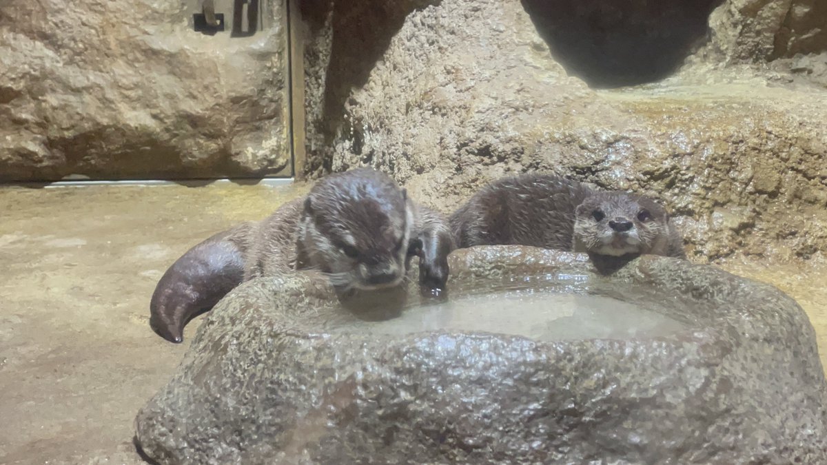 参加してきたゾイ( ◜ω◝و(و "