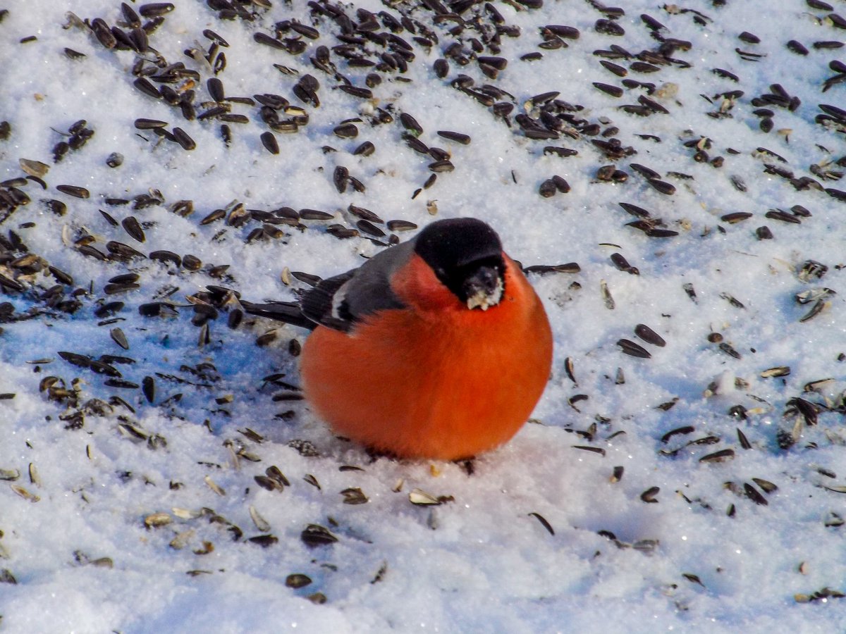 наелся и сидит. весь клюв в семечках, поросёнок
