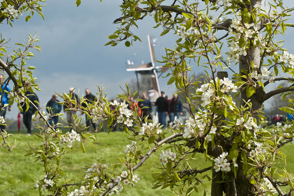 Na 7 jaar keert de Betuwse #Bloesemtocht 🌸👣 op zaterdag 11 april terug.

Het wandelevenement kende 27 edities onder de naam Rode Kruis Bloesemtocht.

Wandel dwars door bloeiende boomgaarden op plaatsen waar je normaliter niet kan komen!
betuwsebloesemtocht.nl
