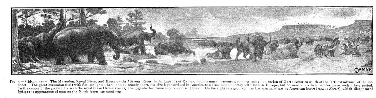 All About Bison tweet media