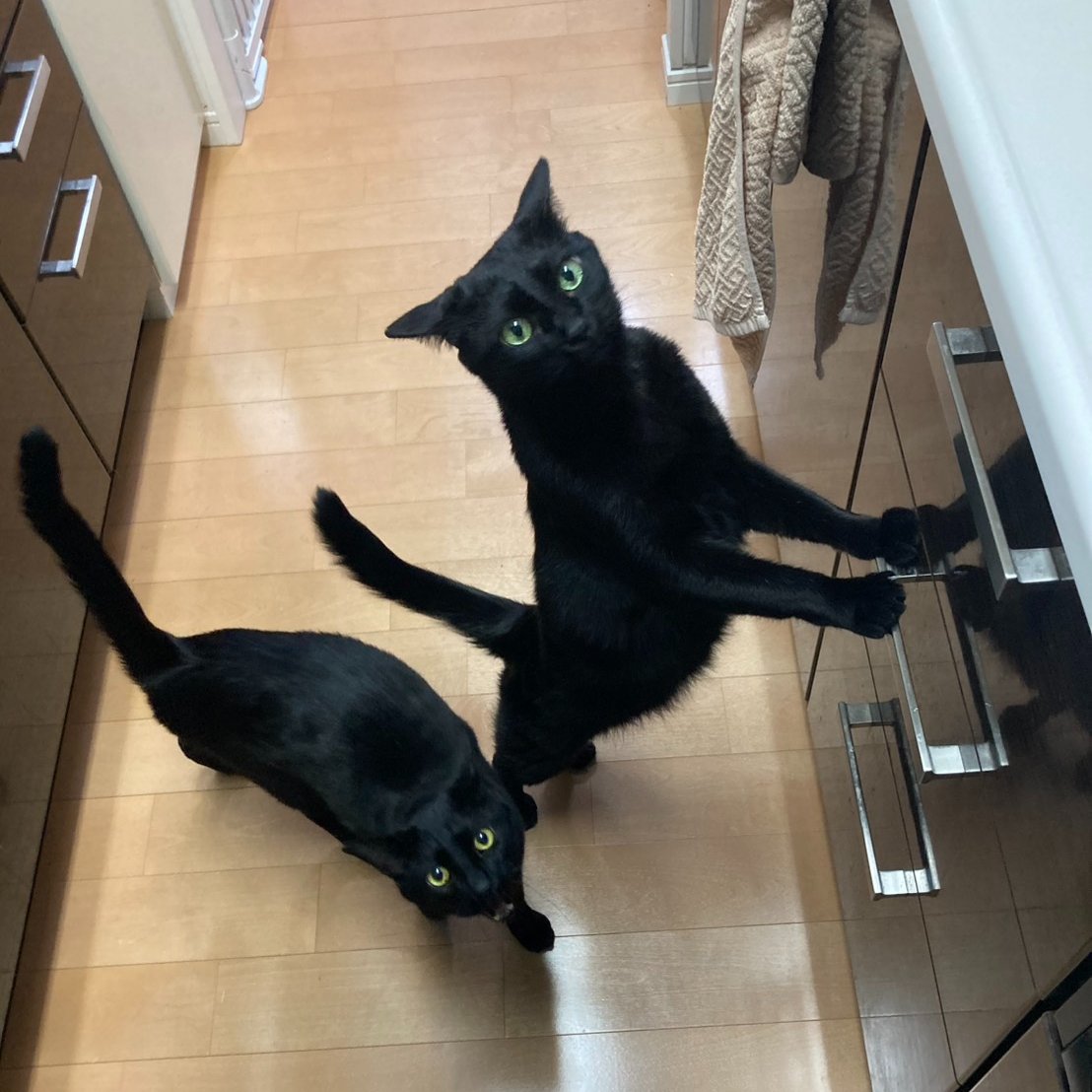 NobuHideCats's tweet photo. お魚を焼く匂いにそわそわする信秀たち🐈‍⬛🐈‍⬛
でもごめん、これ味付いてるからあげられないの🥲
他のおやつで許してね💦
#要にゃんこ亭　卒業猫
#久米島猫 
#保護猫 https://t.co/EjkPZ1vnen