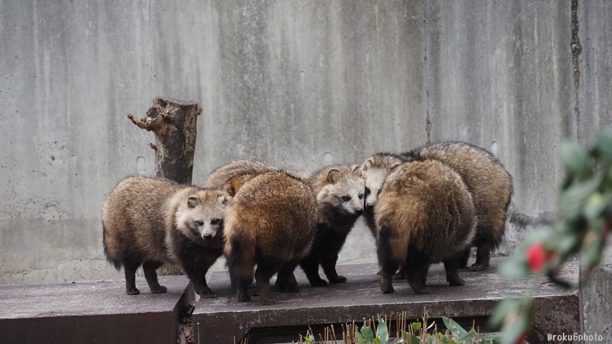 わらわら #東山動植物園 #タヌキの里 #ホンドタヌキ 2026.02 集まっ
