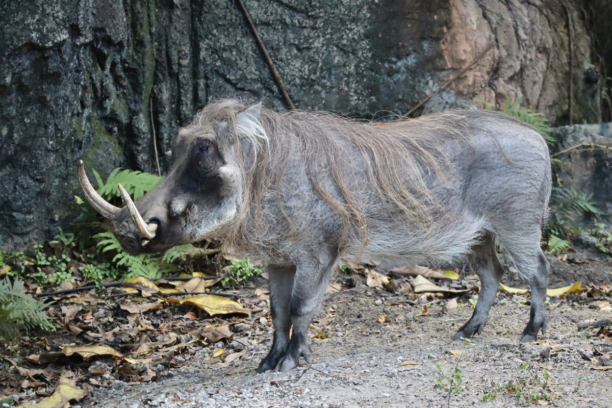 アフリカ大陸のサバンナや開けた林とかに広く生息する、何とも風変わり