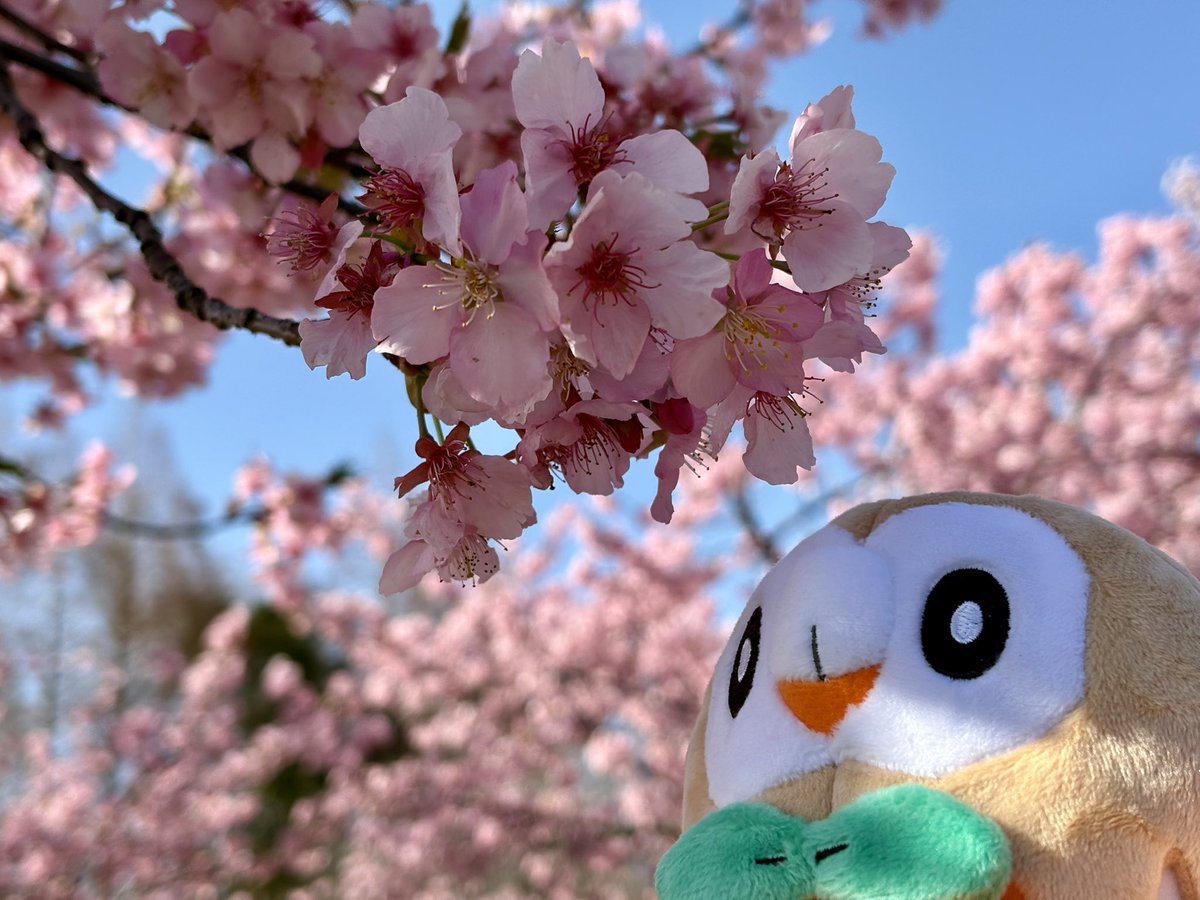 河津桜を愛でるモク

#ポケモンfit
#ポケモンfitのある暮らし