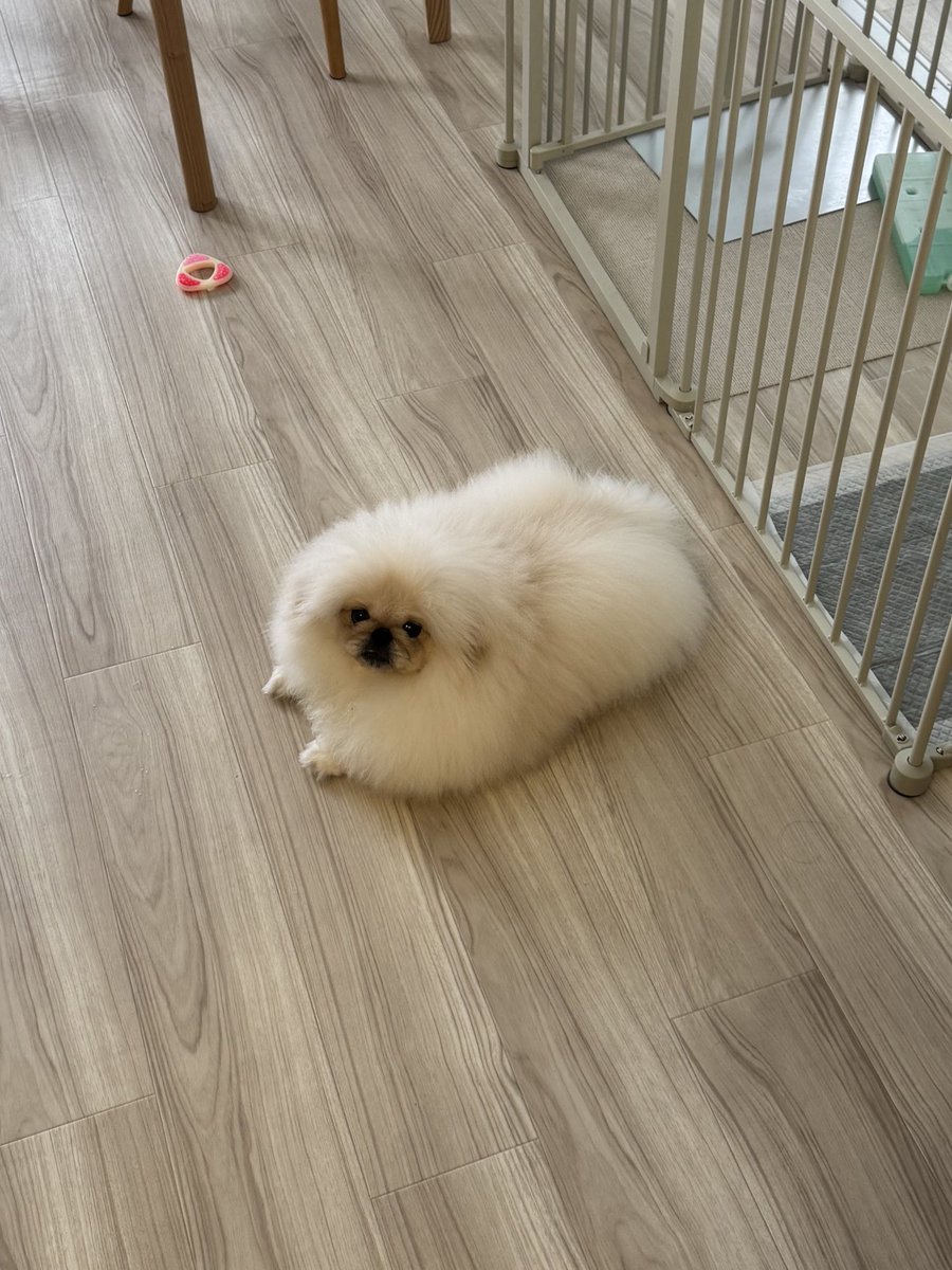 こまちよ。 tweet media