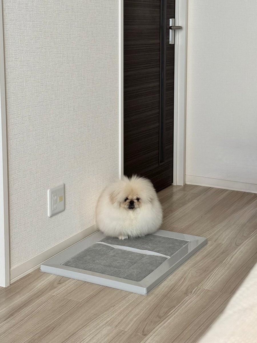 こまちよ。 tweet media