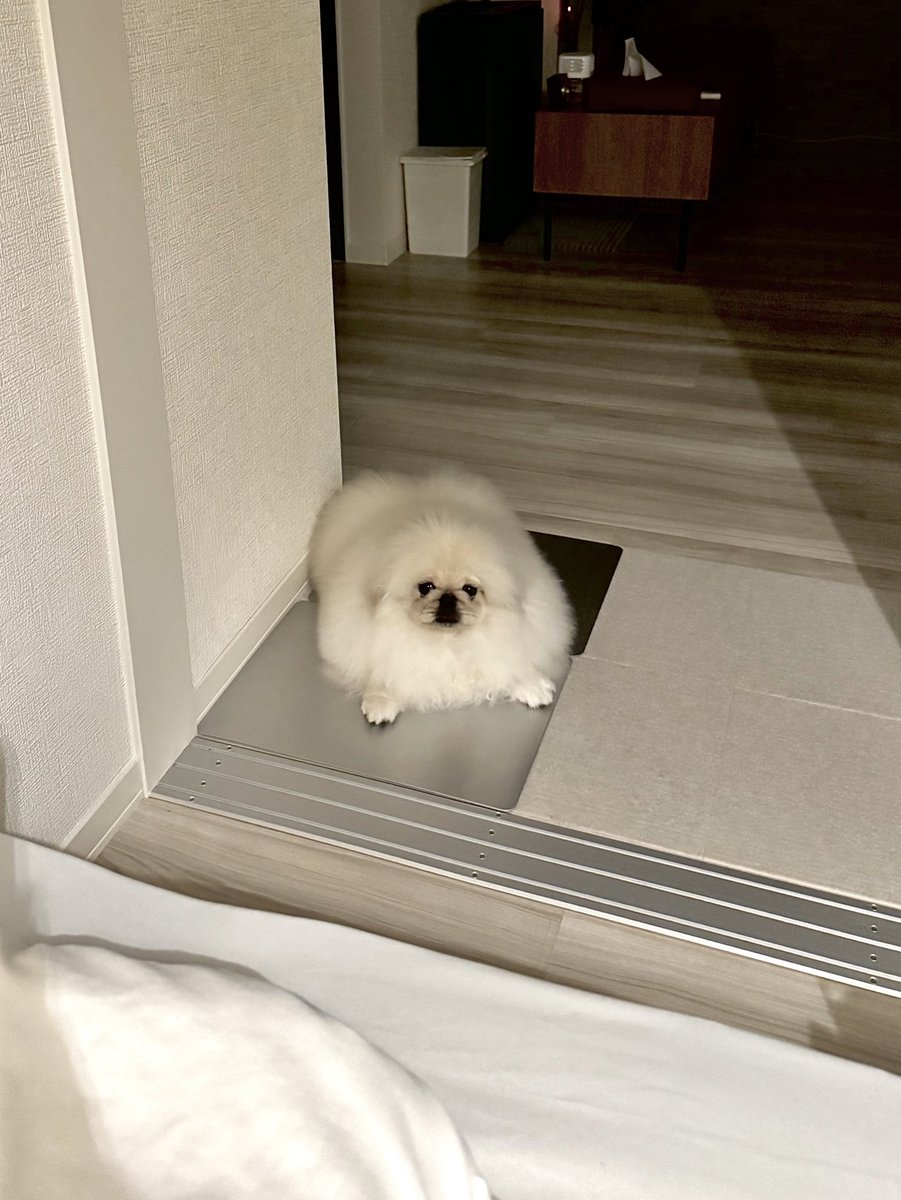 こまちよ。 tweet media