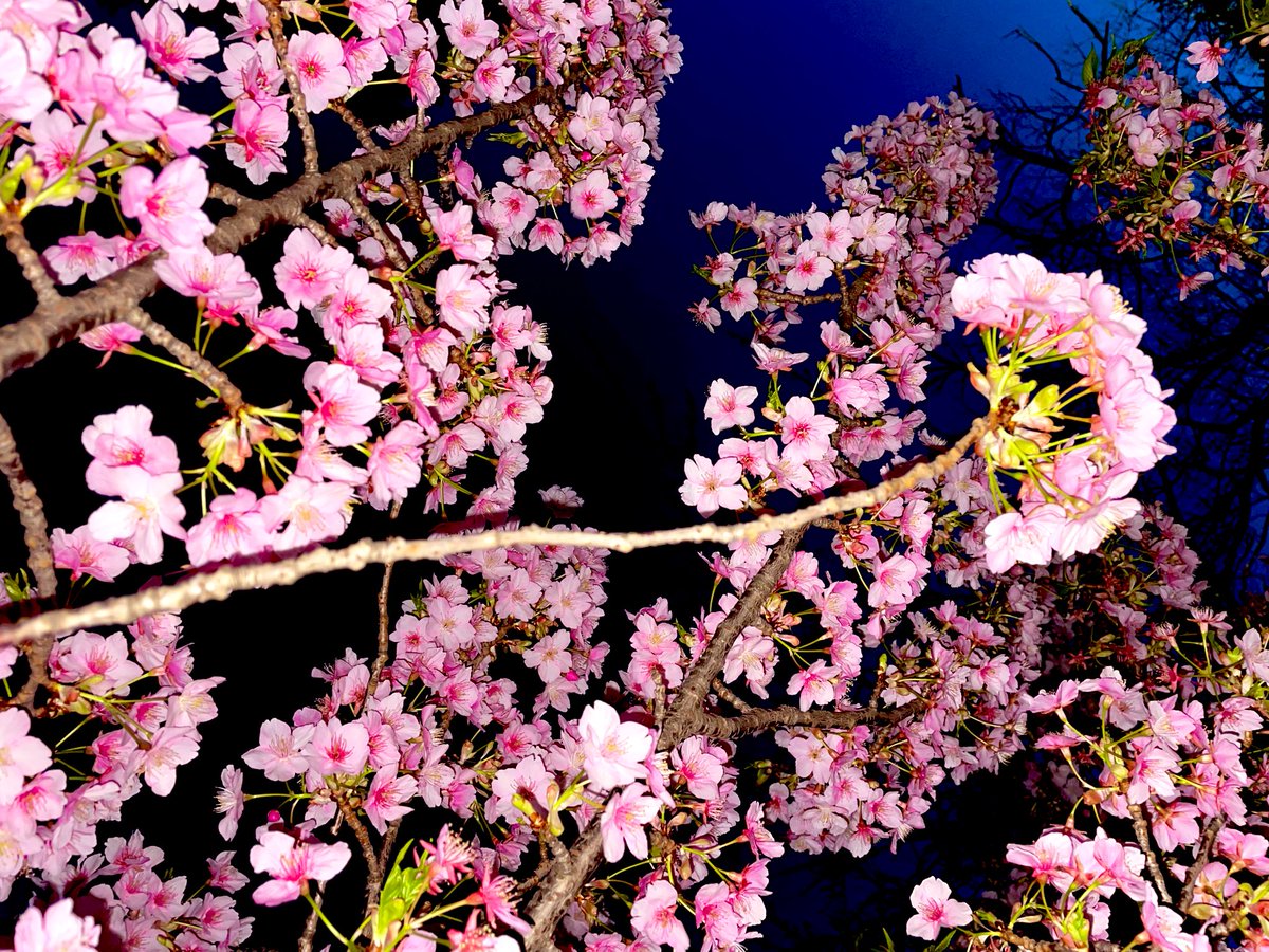 sheep01sheep's tweet photo. 夜桜

#photography

𝔾𝕆𝕆𝔻 ℕ𝕀𝔾ℍ𝕋✩.*˚ https://t.co/HBCYWzfdU1
