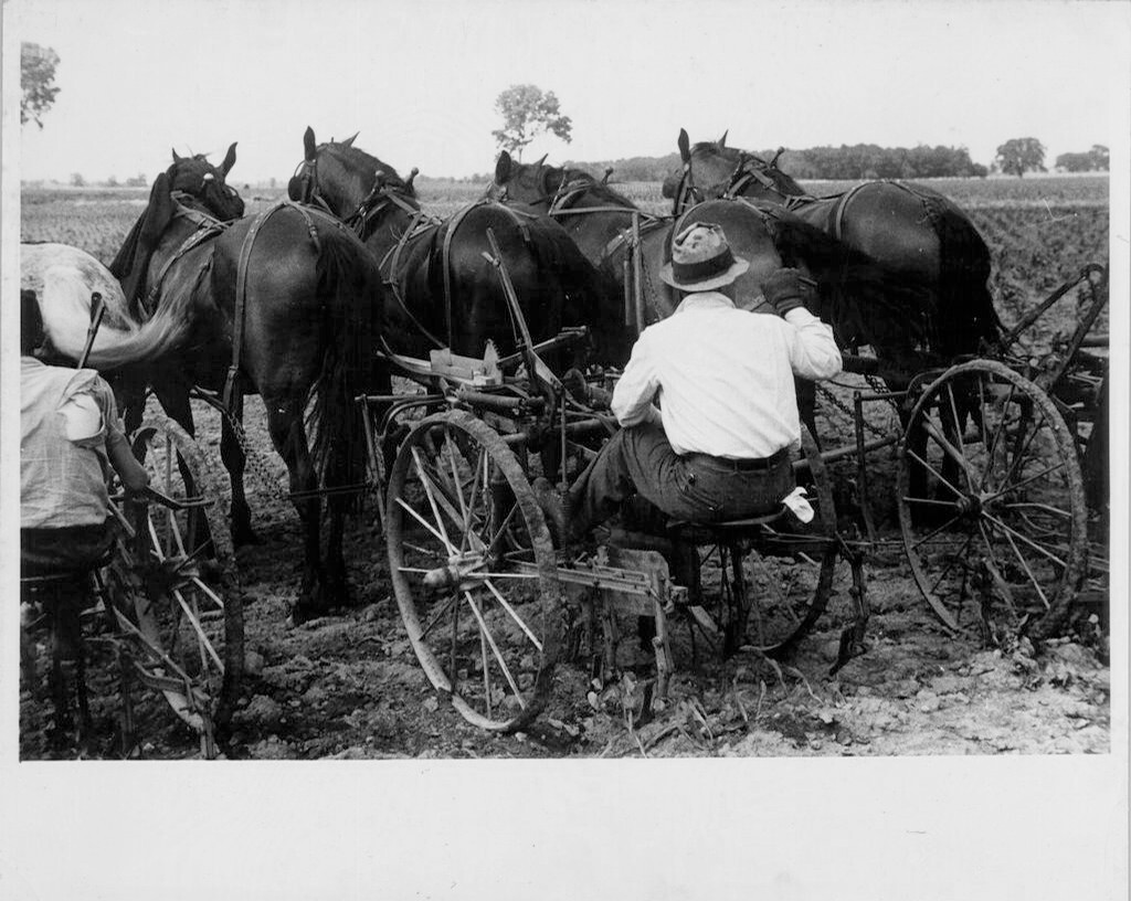 Untitled (corn harvest, central Ohio)