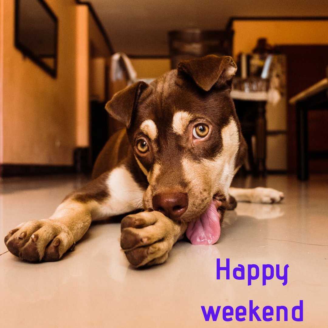 VetMayfield's tweet photo. The weekend is FINALLY here and the weatherman predicts a sunny day. Use it to spend time with your pet, making sure they are getting exercise too.Spring will be here soon, but until then, take advantage of the warmer days with NO RAIN. Enjoy the wonderful weather while it lasts! https://t.co/Mz1L85sR1y