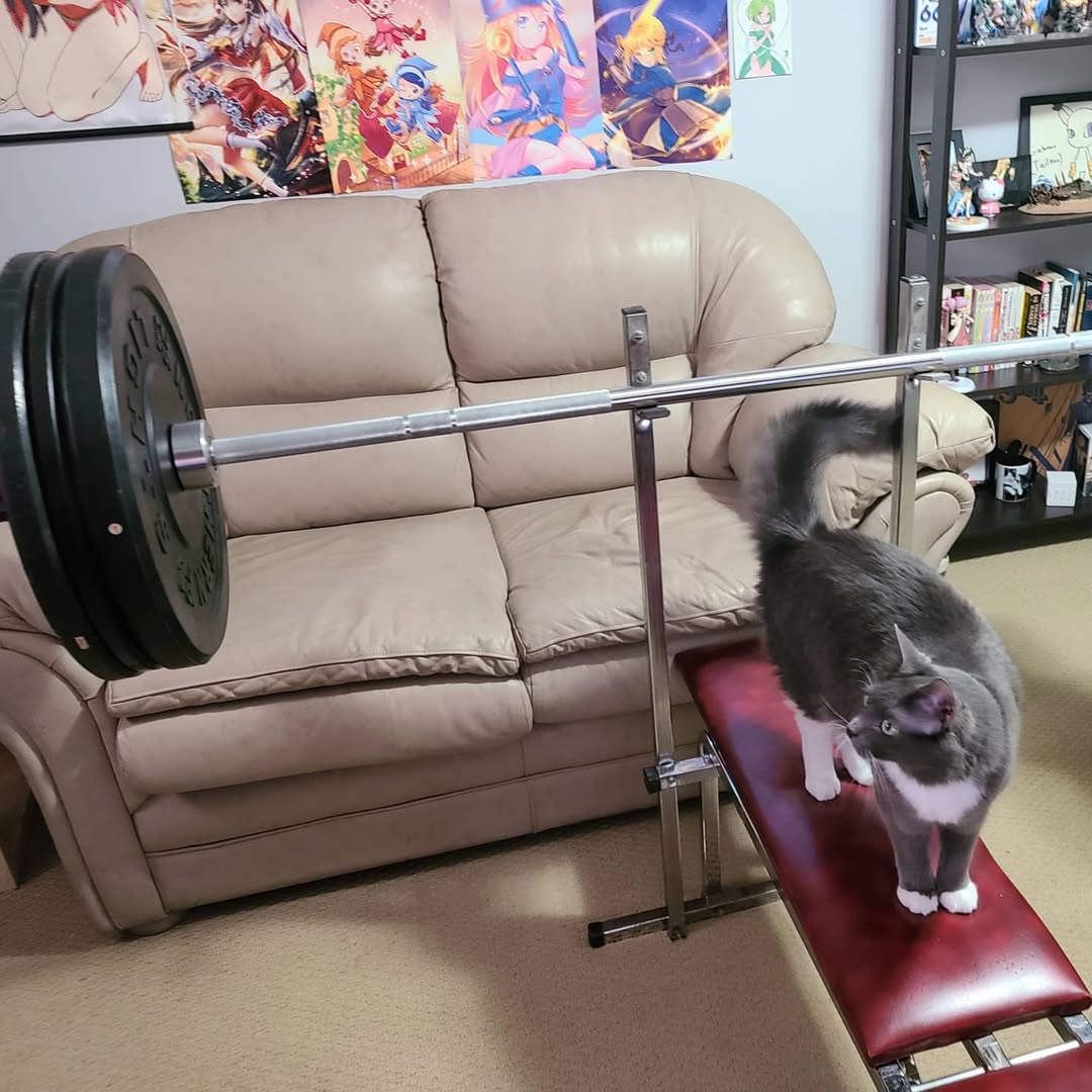 Nekkomancer// tweet media