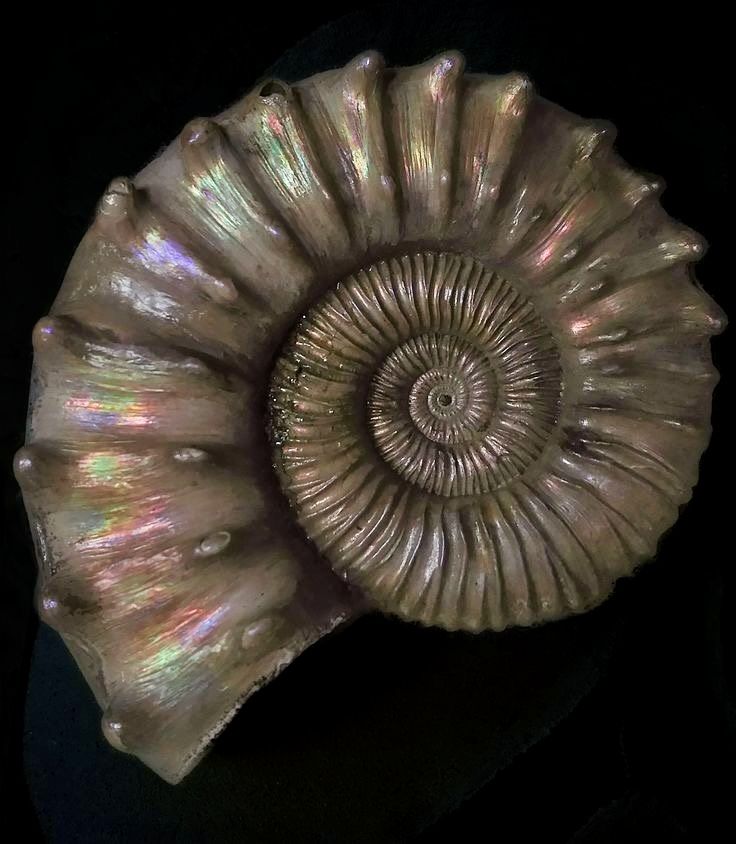 parang ammonite shell yung logo tapos may spiral lines na ukit sa loob. ‘di ba ang spirals may simula pero walang siguradong katapusan? nagpapatuloy lang. 

parang lahat ng wakas ay may saglit na paghinto bago ang muli nitong pag-ikot. (;)

#SB19WakasAtSimula #SB19
#WakasAtSimula