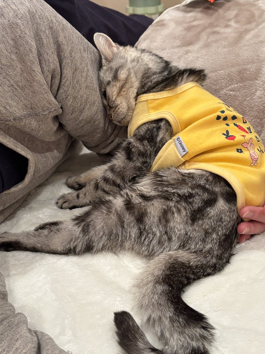 どんぐり (@akihimatandon11) / Posts / X