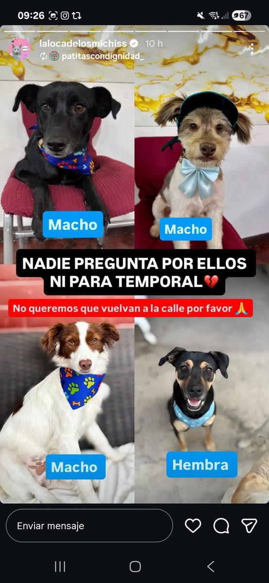 Patty 🐾❤️ tweet media