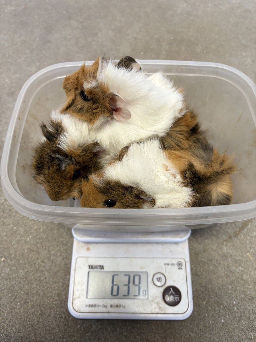 TOKUYAMA_ZOO's tweet photo. モルモットたちの体重測定。
子どもたちがくっついていたのでそのまま体重をはかってみました。3頭でもお母さんの体重には届きませんでした。

#徳山動物園　#モルモット　#子ども　#すくすく　#お母さん　#体重 https://t.co/WDL8u2jwZU