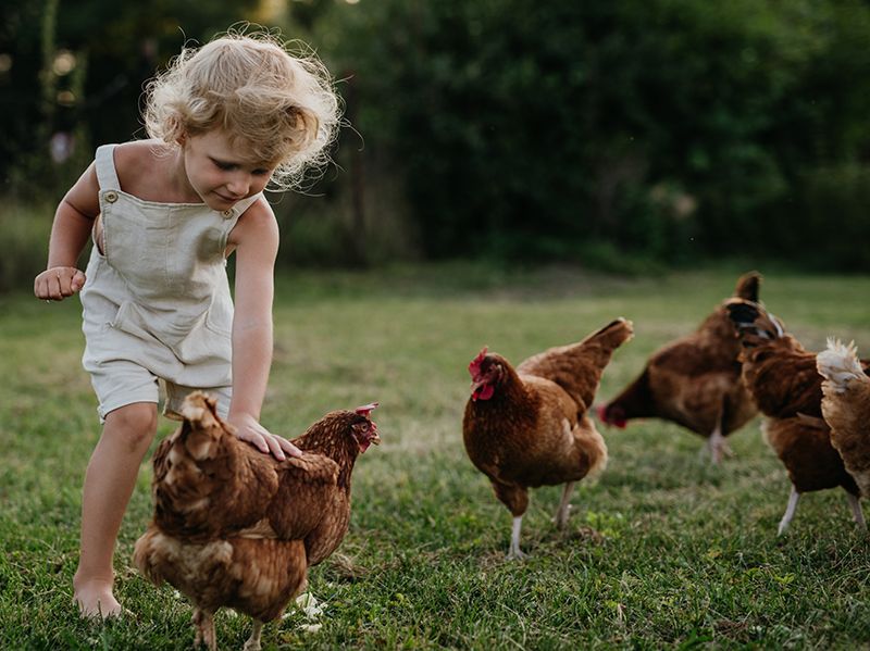 UF/IFAS Panhandle Ag tweet media