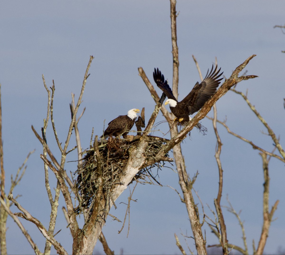 Tanisha Bergeron tweet media