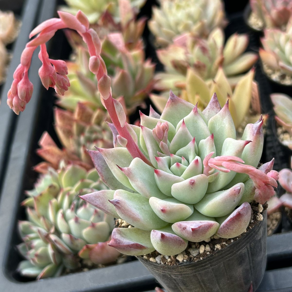 🎁プレ企画 やってます よかったら参加お待ちしています #多肉植物