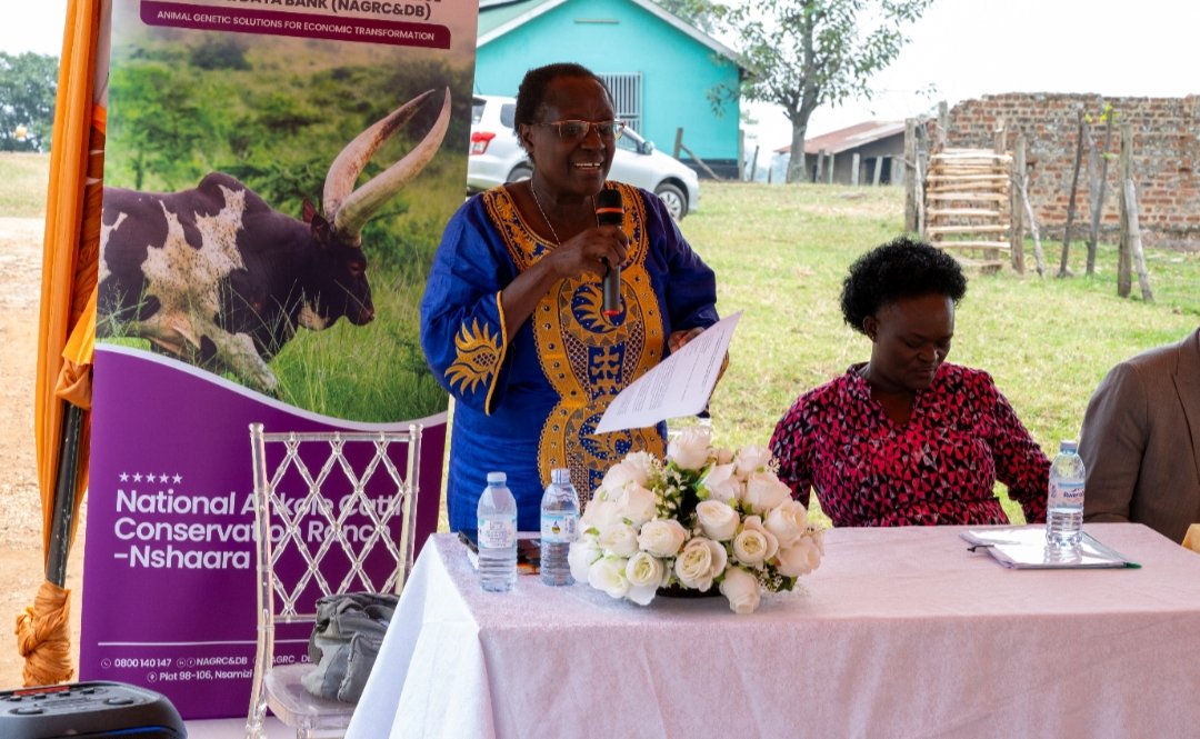 NAGRC_DB's tweet photo. Strengthening Uganda’s Livestock Frontline! 
The @NAGRC_DB, in partnership with @FAO, has this week graduated 25 Veterinary Paraprofessionals (VPPs) following an intensive 6-month Continuous Professional Development programme at Rubona Stock Farm, Bunyangabu District. 

This milestone marks a significant investment in building a skilled, business-oriented, and community-driven animal health workforce to support Uganda’s livestock sector. 

Through the training, the VPPs have been empowered to: 

• Develop and confidently pitch livestock business ideas to potential partners and financiers 

• Lead community awareness and advisory services to farmers 

• Design and execute practical marketing strategies for sustainable enterprises 

• Implement herd and flock health management plans in collaboration with farming households 

• Sustain engagement with @FAO, @NAGRC_DB, and wider stakeholders for continuous growth 

This graduation is more than a ceremony; it is a step forward in professionalising veterinary services, improving livestock productivity, and strengthening rural livelihoods across Uganda.

@FrankTumwebazek @DrRwamiramaBK @beinepeter @PS_MAAIF
