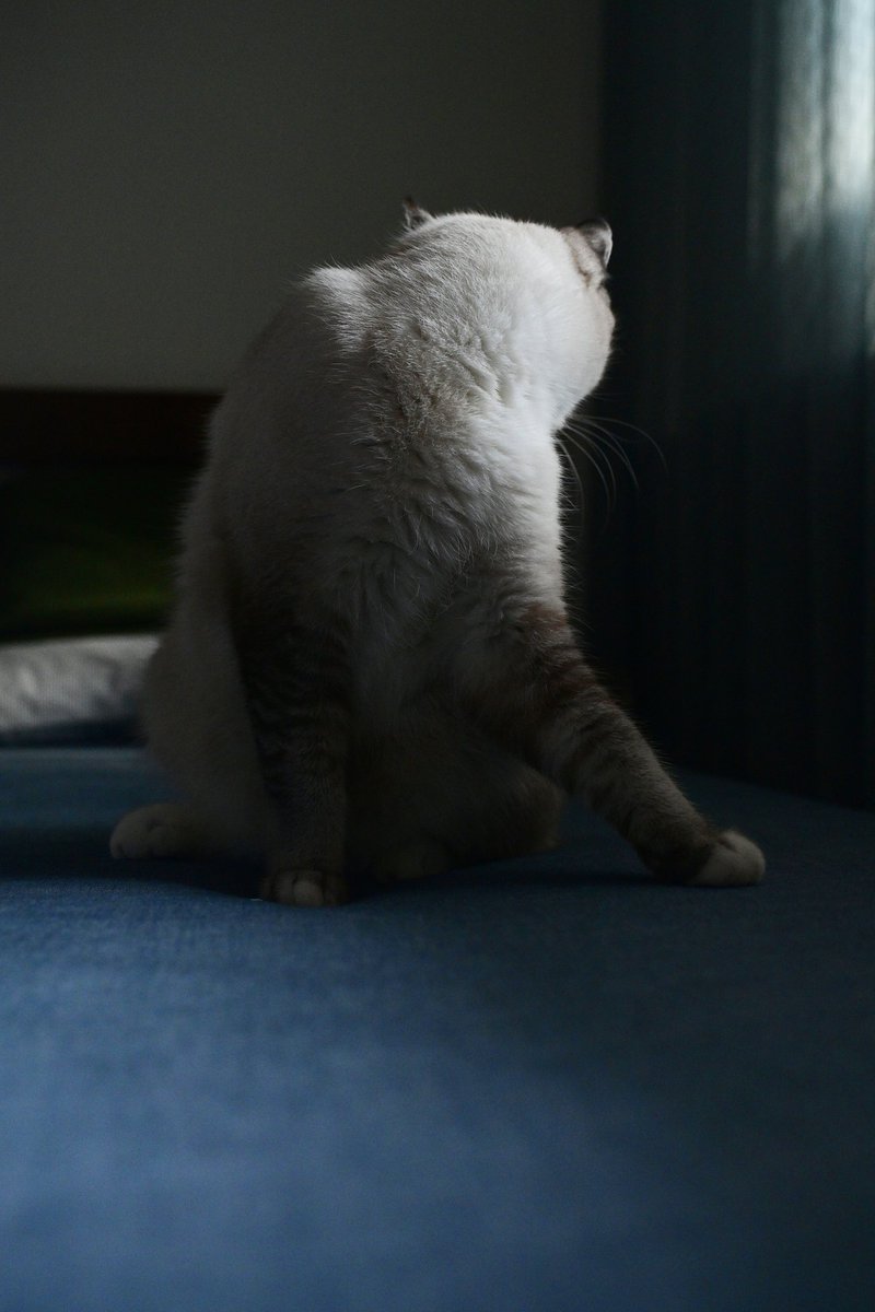 猫のいる暮らした😾❄️869日 Please wait for me to turn around