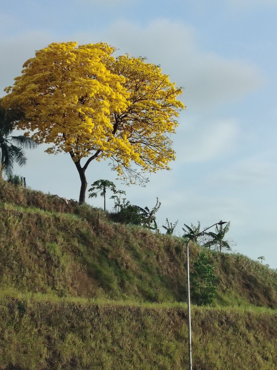 alciraque's tweet image. Regresar A CASA y REdescubrir que vivo en el mejor país del MUNDO (o por lo menos en uno de los 10 mejores países del mundo) ES TAN SUBLIME. Respiro, levanto la mirada y digo GRACIAS. #PANAMÁ #MIMUNDO @TPETRAVELPANAMA