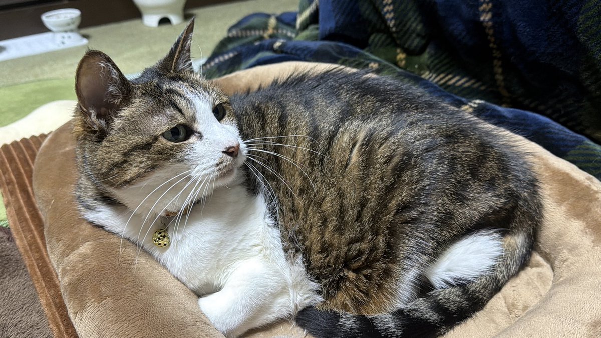 たけし先生(シニア猫チビチビの飼い主) tweet media